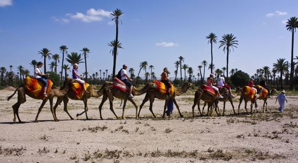 camel ride in the Marrakech palm grove, things to do in Marrakech with WhatsApp answer from the owner within a few hours